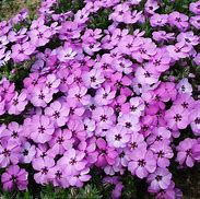 Image result for Phlox douglasii Red Admiral