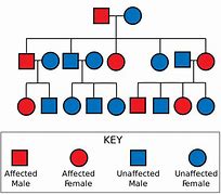 Image result for Mendelian Inheritance Table