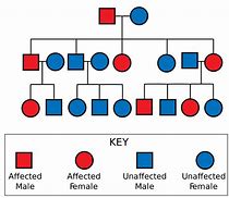 Image result for Mendelian Inheritance Genetics Sildes