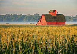 Image result for Illinois Corn Field