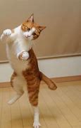 Image result for Cat Dance Party