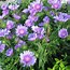 Bildergebnis für Stokesia laevis Purple Parasols