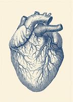 Image result for Medical Heart Drawing