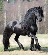 Image result for friesians dark horses