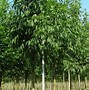 Image result for Fraxinus americana Autumn Purple