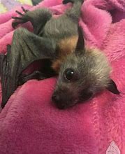 Image result for Best Bats Ever