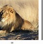 Image result for Omnivore Carnivore Animals