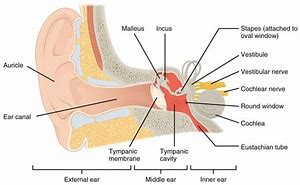 Image result for Ear Shapes and Personality