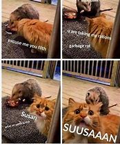 Image result for Possum Cat Meme