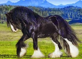 Image result for Scottish Horse Breeds