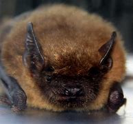Image result for Cute Brown Bat