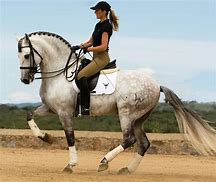 Image result for Andalusian Horse Dressage