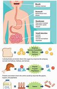 Image result for Enzymatic Digestion
