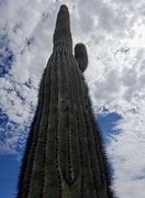 Image result for Cactus in Flagstaff