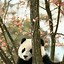 Image result for Cute Panda iPhone Wallpaper