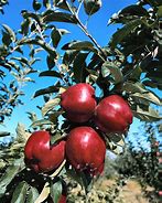 Image result for Washington State Apple Varieties