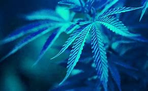 Image result for Cool Weed Wallpapers for PC