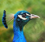 Image result for Peacock Head