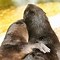 Image result for Love Meme Otter
