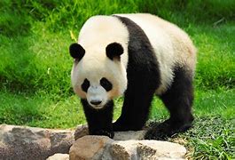 Image result for Giant Panda Animal