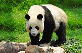 Image result for Panda Breeds