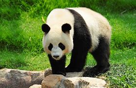 Image result for Giant panda Le Le