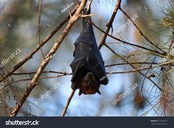 Image result for 6Ft Sleeping Bat