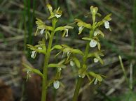 Image result for corallorhiza_trifida