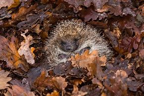 Image result for Winter Hedgehog