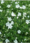 Image result for Geranium sanguineum Album