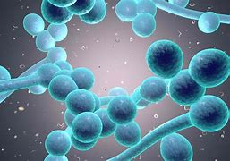 Image result for Candidiasis