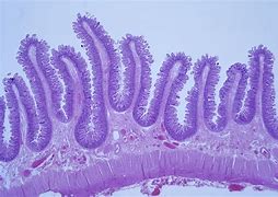 Image result for Histologist Unicorn