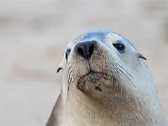 Image result for Sea Lion with Glasses