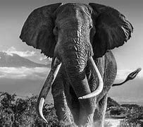 Image result for David Yarrow Pappy