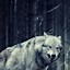 Image result for Wolf Art iPhone Wallpaper