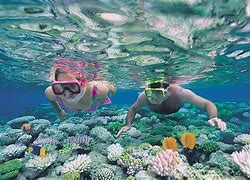 Image result for great barrier reef snorkeling