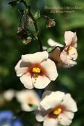 Image result for Diascia Monhop Apricot