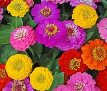 Image result for Flower Bulbs That Bloom All Summer