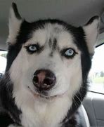 Image result for Sarcastic Dog Face