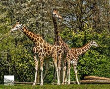 Image result for Farm Animals Zoo Giraffe