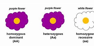 Image result for Homozygous Examples
