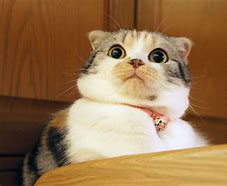 Image result for Cat Shocked Funny Face