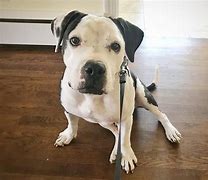 Image result for Black and White Pitbull and Bulldog Mix