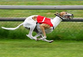 Image result for Greyhound Racing