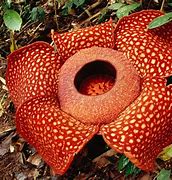 Image result for Which Is the Biggest Flower in the World