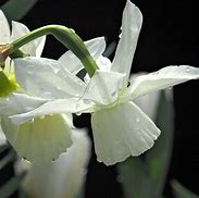 Image result for Narcissus Thalia