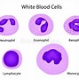 Image result for White Blood Cell Cells at Work