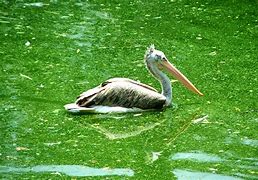 Image result for Pelican Images. Free