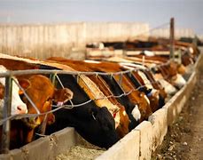Image result for Beef Cattle Industry