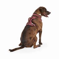 Image result for Petco Dog Harness